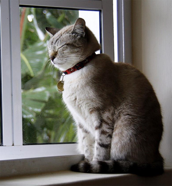 Cat License - City of Owen Cat License - City of Owen